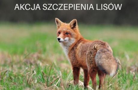Akcja szczepienia lisów przeciwko wściekliźnie