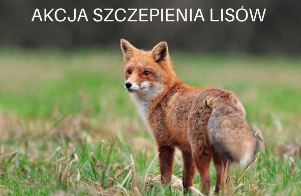 Akcja szczepienia lisów przeciwko wściekliźnie