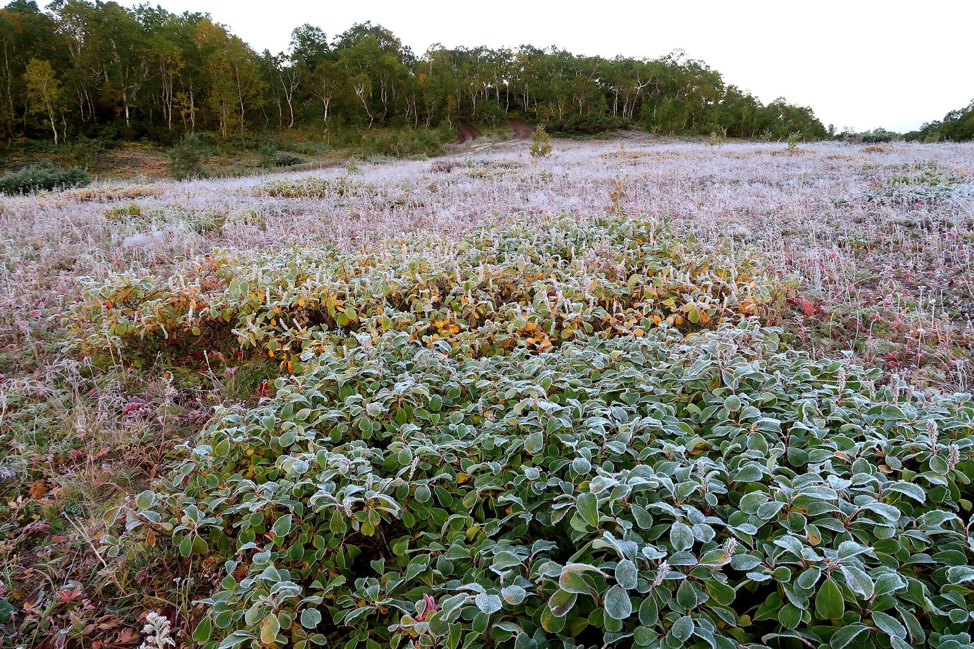 Ostrzeżenie meteorologiczne nr 86 - Przymrozki/1